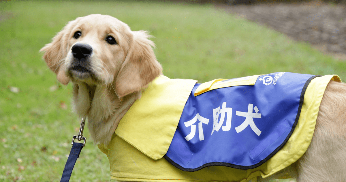 社会福祉法人 日本介助犬協会