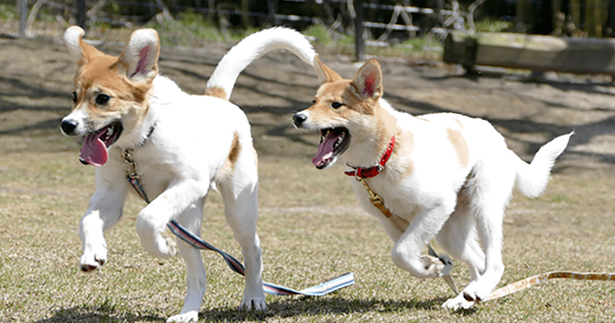 人と動物の未来センター・アミティエ