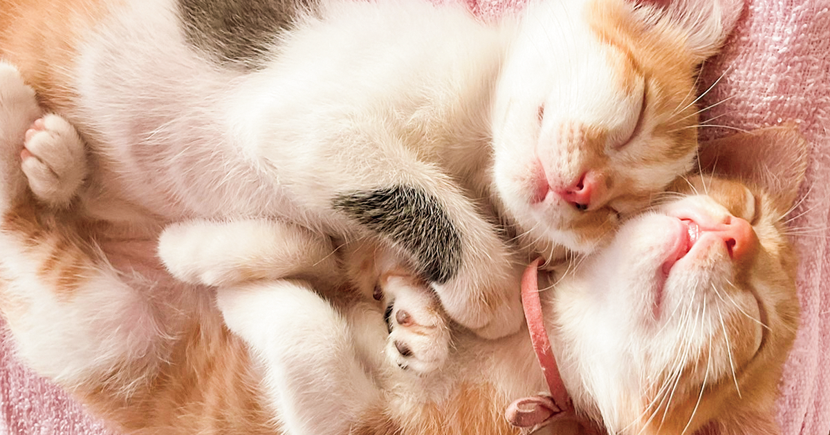 特定非営利活動法人 倉敷猫まもりの会
