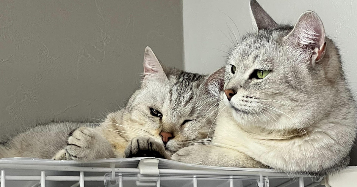 特定非営利活動法人 江東ねこの会