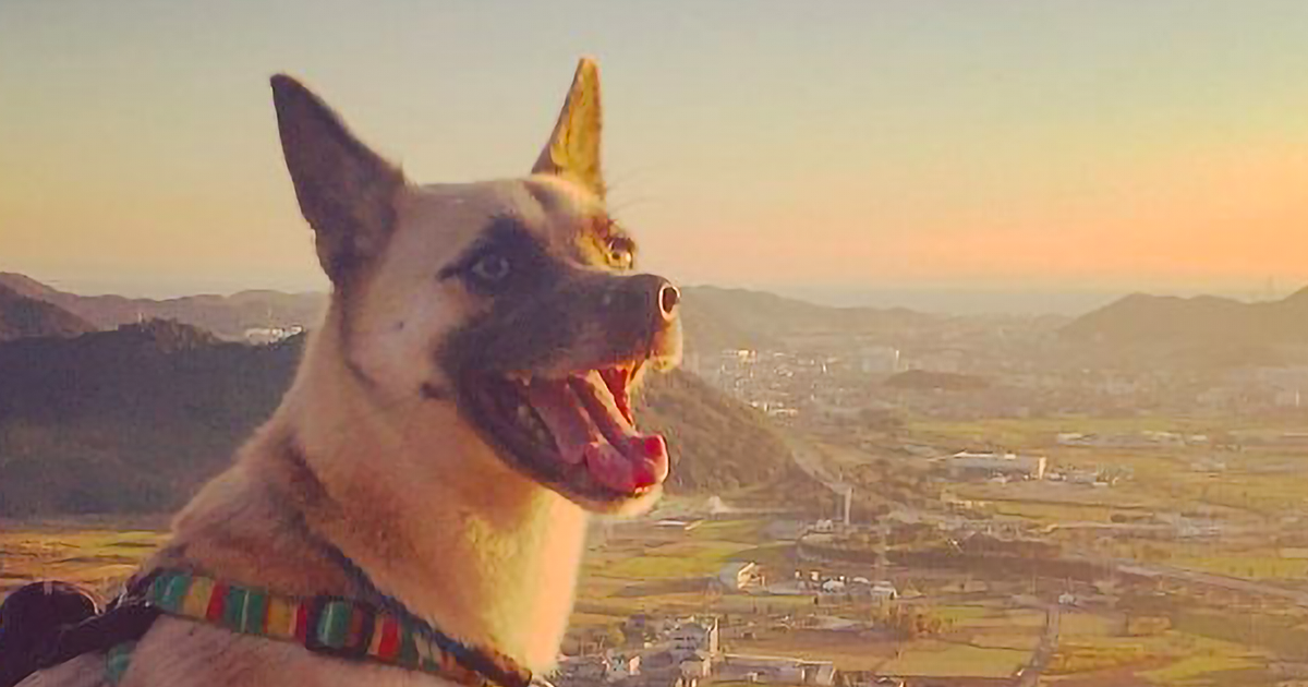 特定非営利活動法人 どうぶつ弁護団